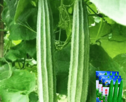 বিদেশী Luffa - লম্বা ঝিঙ্গা