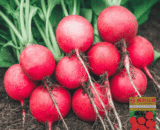 বিদেশী Red Cherry Radish