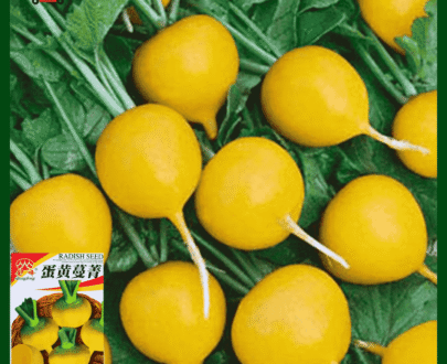 Egg Yellow Radish