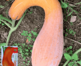 ইমপোর্টকৃত গোল্ডেন হুক কুমড়া