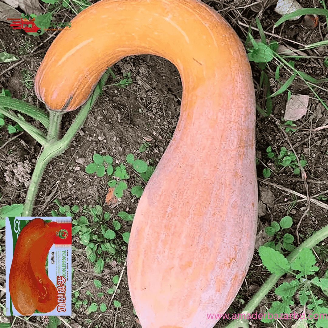 ইমপোর্টকৃত গোল্ডেন হুক কুমড়া
