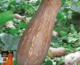 De Korean Sweet Pumpkin