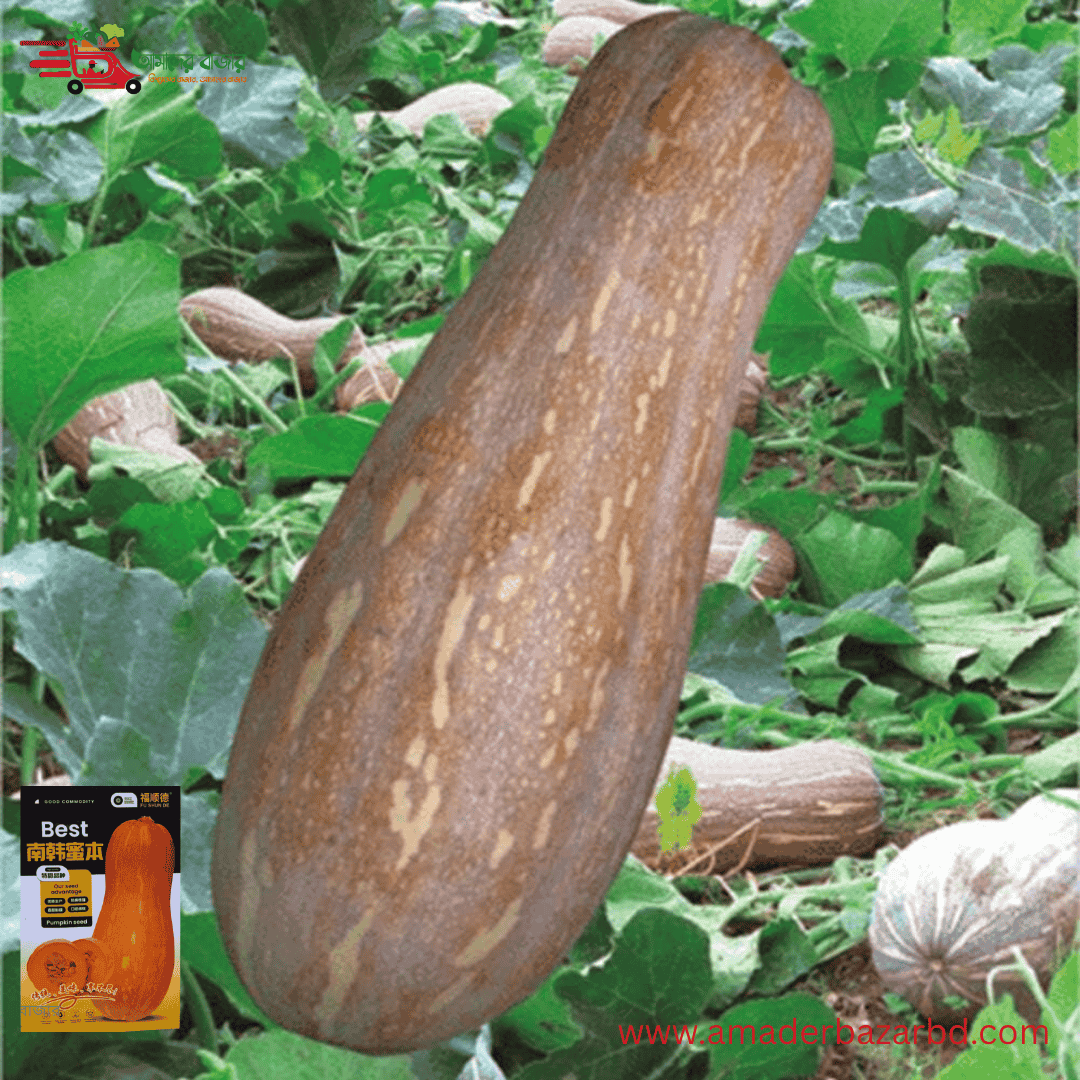 De Korean Sweet Pumpkin