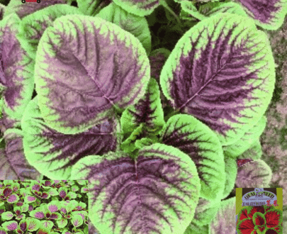 চায়নিজ (লাল-সবুজ শাক)