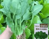 বিদেশী Premium Spinach (পালং শাক)