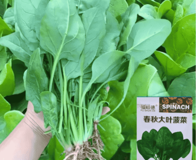 বিদেশী Premium Spinach (পালং শাক)