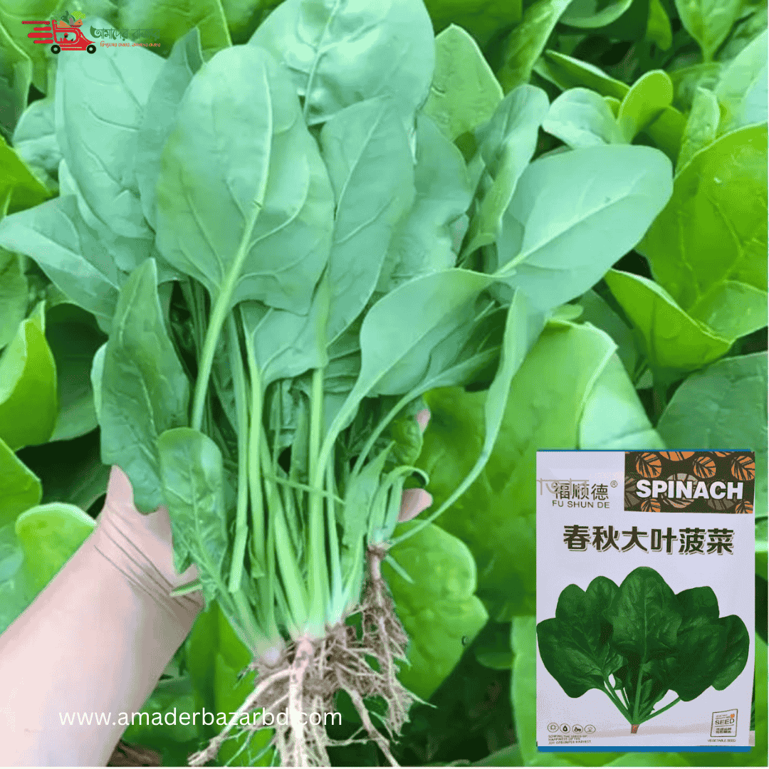 বিদেশী Premium Spinach (পালং শাক)