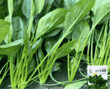 Chinese Spinach (পালং শাক)
