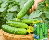 Fruit Cucumber
