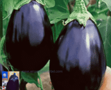 বেগুনি জার বেগুন