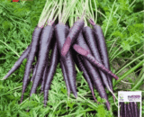 Cream Purple Carrot