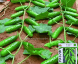 চায়নিজ Climbing Cucumber