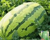বিদেশী King Watermelon