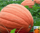 আমদানিকৃত প্রিমিয়াম Giant Pumpkin