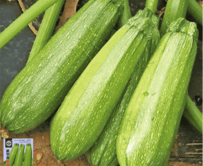 বিদেশী সবুজ স্কোয়াশ