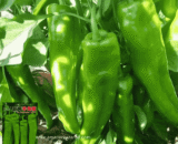 Long Green Chili