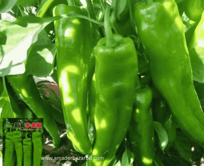 Long Green Chili
