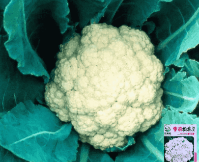 Snow White Cauliflower