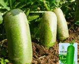 চায়নিজ Tianjin Sawi Radish