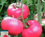 গোলাপী টমেটো