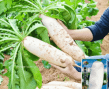 চায়নিজ King Radish