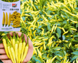 হলুদ মরিচ