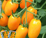 Yellow Cherry Tomato