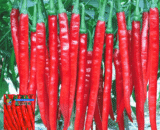 বিদেশী লম্বা ঝাল মরিচ