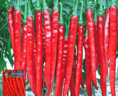 বিদেশী লম্বা ঝাল মরিচ