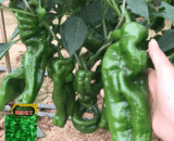 সবুজ মোচড়ানো/লম্বা সর্পিল সবুজ মরিচ