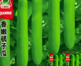 বিদেশী সুগন্ধি লাউ