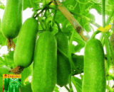 বিদেশি চালকুমড়া