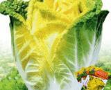 চায়নিজ Yellow Cabbage – (হলুদ বাঁধাকপি)