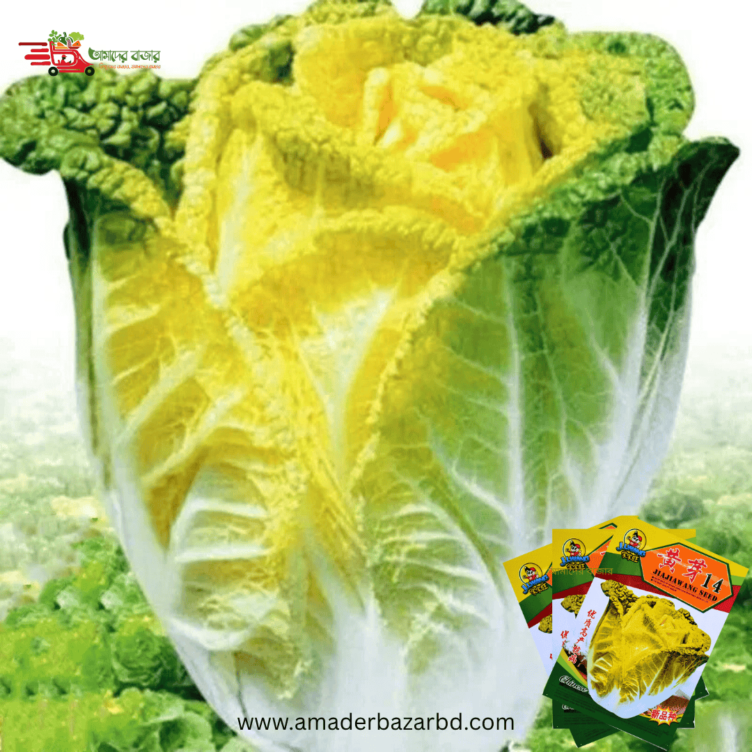 চায়নিজ Yellow Cabbage – (হলুদ বাঁধাকপি)