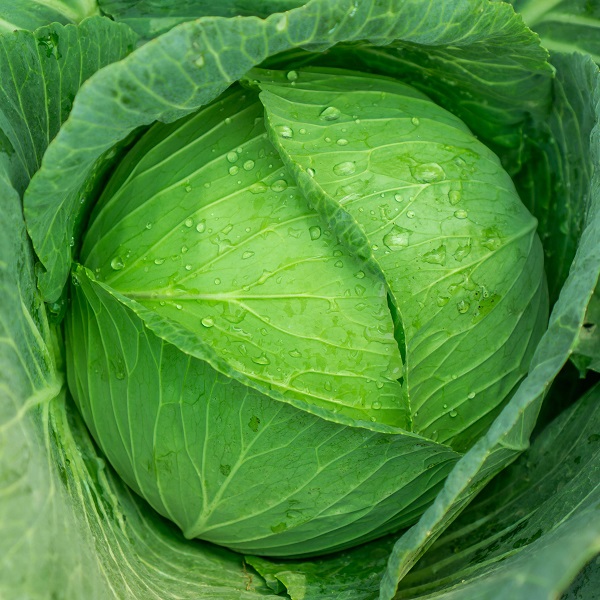 Green Empress Cabbage – সবুজ রানী বাঁধাকপি (প্রায় ৪০০ বীজ ) উজ্জ্বল সবুজ রঙ- বল আকৃতির বাঁধাকপি। গাছ প্রতি ফলন ৩ কেজি পর্যন্ত। স্বাদে সুস্বাদু এবং বাজারে চাহিদা বেশি। - Image 2