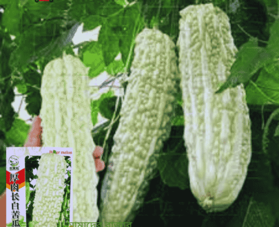 চাইনিজ হাইব্রিড সাদা করলা