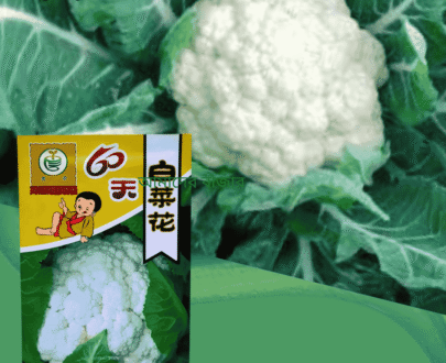 Cabbage-flower-60