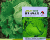 Cabbage-lettuce