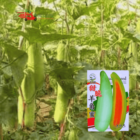 🍈 চায়নিজ হানি মেলন / মিষ্টি লাউ (প্রায় ৪০টি বীজ ) উচ্চ ফলনশীল ও সুস্বাদু মিষ্টি লাউ 🌱🍈 🌱 অঙ্কুরোদগম হার (Germination %): ≥ 95% 🌱 বিশুদ্ধতা (Purity): ≥ 99% - Image 2