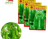 হাইব্রিড Wax Gourd