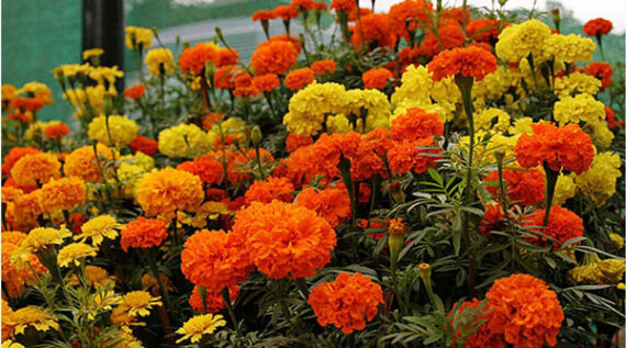 উচ্চ মানের মারিগোল্ড (গাদা ফুল) বীজ - Image 2