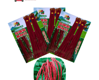 উচ্চ ফলনশীল লম্বা লাল বরবটি
