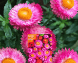 স্ট্র ফ্লাওয়ার – strawflower