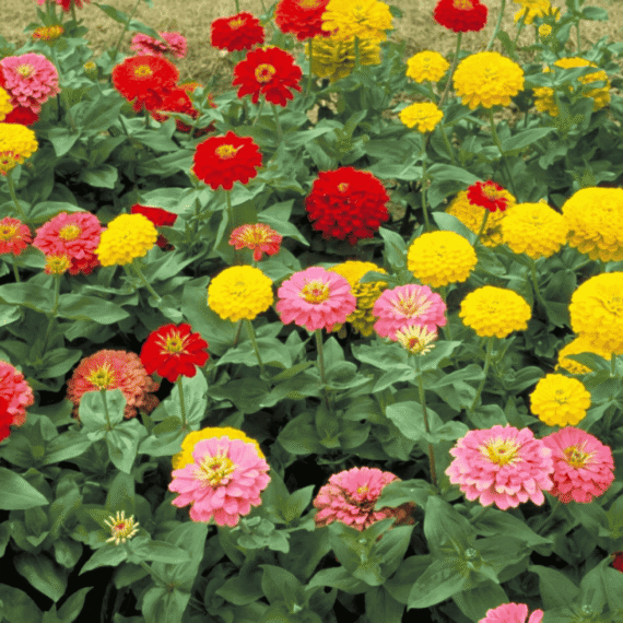 🌸 ঝিনিয়া ফুল (Zinnia) আনুমানিক ২০০  বীজ 🌼 | বড় গোলাকার পাপড়ি 🌸 | বহুরঙা ফুল – লাল, গোলাপি, হলুদ, সাদা ও মিশ্র 🏵️ | সারা গ্রীষ্মজুড়ে ফুটে থাকা রঙিন জিনিয়া ফুল। - Image 2