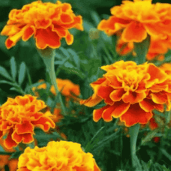 🌸 রক্ত গাঁদা ফুল (Peacock Marigold) আনুমানিক ৪০০ বীজ | 🌸 উজ্জ্বল লাল-কমলা রঙের গাঁদা ফুল। আকর্ষণীয় ও দীর্ঘ সময় ধরে ফুল ফোটে🌸  রঙিন, ঘন ও ঝলমলে পাপড়ি থেকে, যা ময়ূরের ডানার মতো দৃষ্টিনন্দন। - Image 2