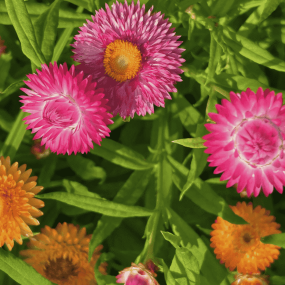 স্ট্র ফ্লাওয়ার (Strawflower) আনুমানিক ১০০০ বীজ 🌸 একটি চমৎকার শোভাময় ফুল, যার পাপড়ি শুকনো অবস্থাতেও রঙ ও সৌন্দর্য সতেজ থাকে🌸 এটি রঙিন ও দীর্ঘস্থায়ী ফুল (লাল, কমলা, হলুদ, সাদা, গোলাপি ইত্যাদি সংমিশ্রণ) - Image 2