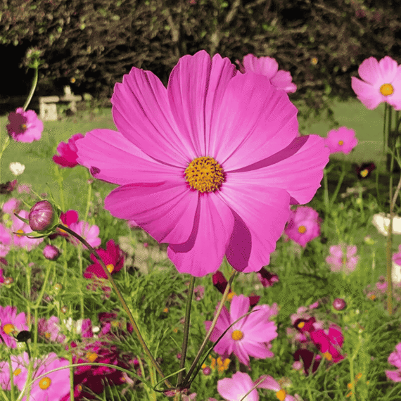 🌸কসমস ফুল (Cosmos) আনুমানিক ২৬০ বীজ– ফুলগুলি হালকা সুবাসযুক্ত, দীর্ঘ সময় ধরে ফোটে এবং সৌন্দর্যবর্ধনের জন্য অত্যন্ত জনপ্রিয়। - Image 2