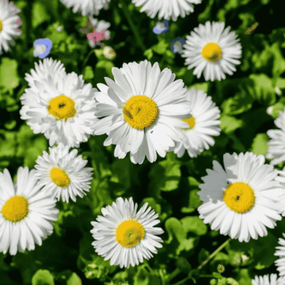 🌼 সাদা ডেইজি ফুল (White Crystal Daisy ) 🌟 আনুমানিক ৫০০ বীজ | আকর্ষণীয় সাদা পাপড়ি ও উজ্জ্বল হলুদ কেন্দ্র 🌸 | দীর্ঘসময় ফোটা সূর্যালোকপ্রেমী ফুল 🌞 - Image 2