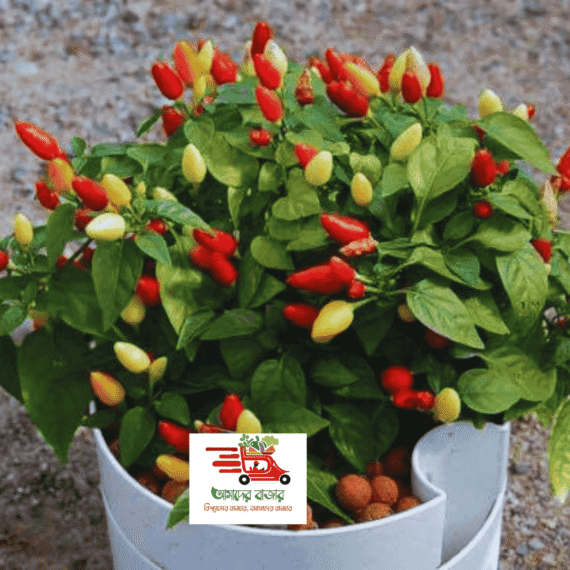 🌶️ বিদেশী Colorful Chili - বহুরঙা মরিচ (বিশুদ্ধ ১০০ বীজ) এক গাছে ৫ রঙের মরিচ ধরে। দেখতে আকর্ষণীয় কিন্তু ঝাঁঝালো স্বাদ। উচ্চ ফলনশীল এবং দীর্ঘ সময় ধরে ফলন দেয়। - Image 2