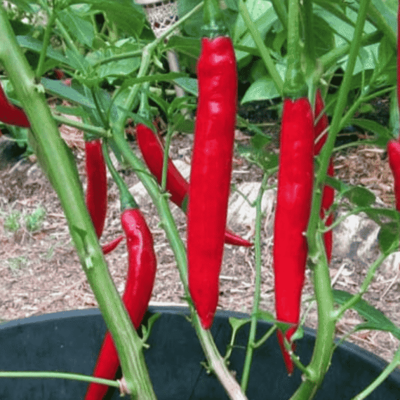 🌶️ Beauty Hot Pepper - ঝাল মরিচ (প্রায় ২৫০ বীজ) উচ্চ ফলনশীল ও টেকসই জাত। উজ্জ্বল রঙের ঝাল মরিচ – দৃষ্টিনন্দন ও বাজারে আকর্ষণীয়। রান্না ও সালাদে ঝাঁঝালো স্বাদ যোগ করে। বাণিজ্যিকভাবে চাষ ও বিক্রয়ের জন্য উপযোগী। - Image 2